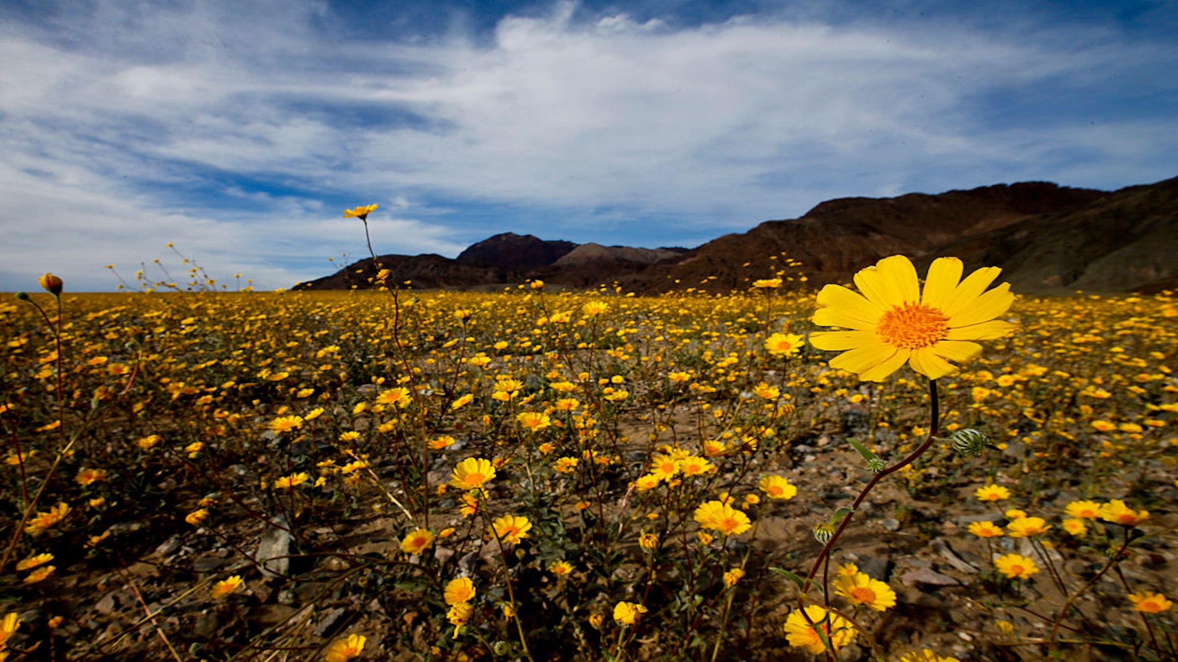The last Death Valley superbloom took place in 2016