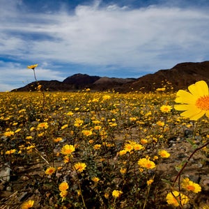 The last Death Valley superbloom took place in 2016