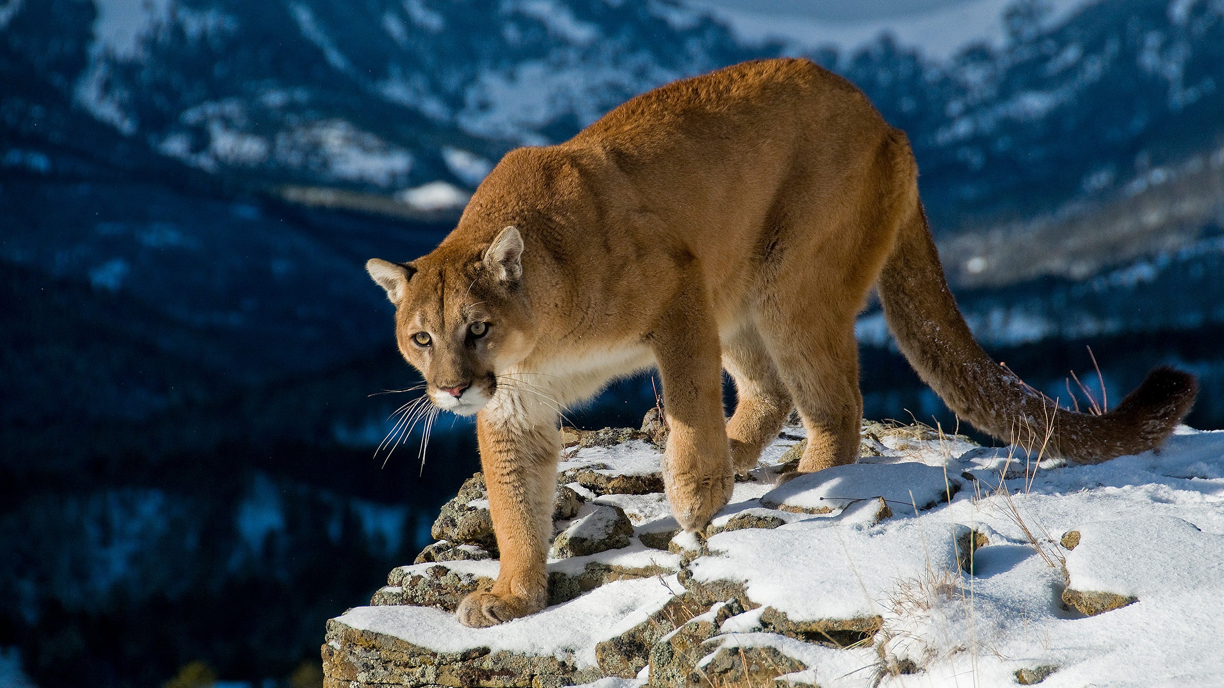 Human-mountain lion encounters increased just before a fatal attack on January 1