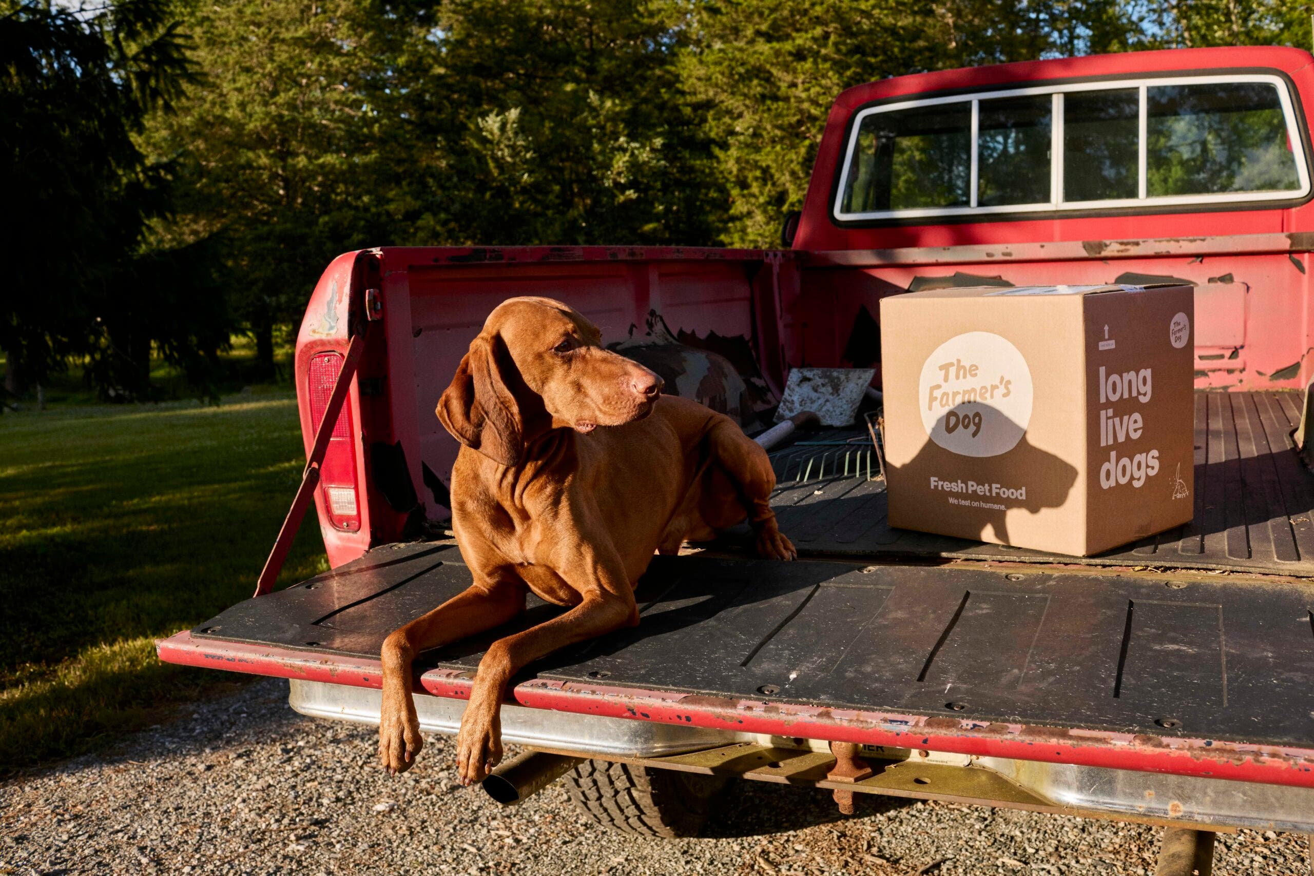 Dog in bed of truck