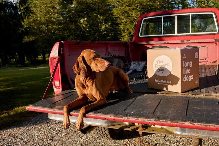 Dog in bed of truck