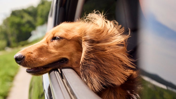 Dog with head out of car window