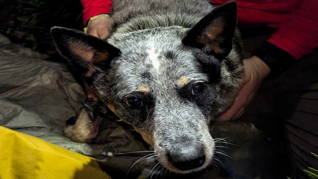 How a Loyal Dog Saved Her Elderly Owner Lost in the Woods Overnight