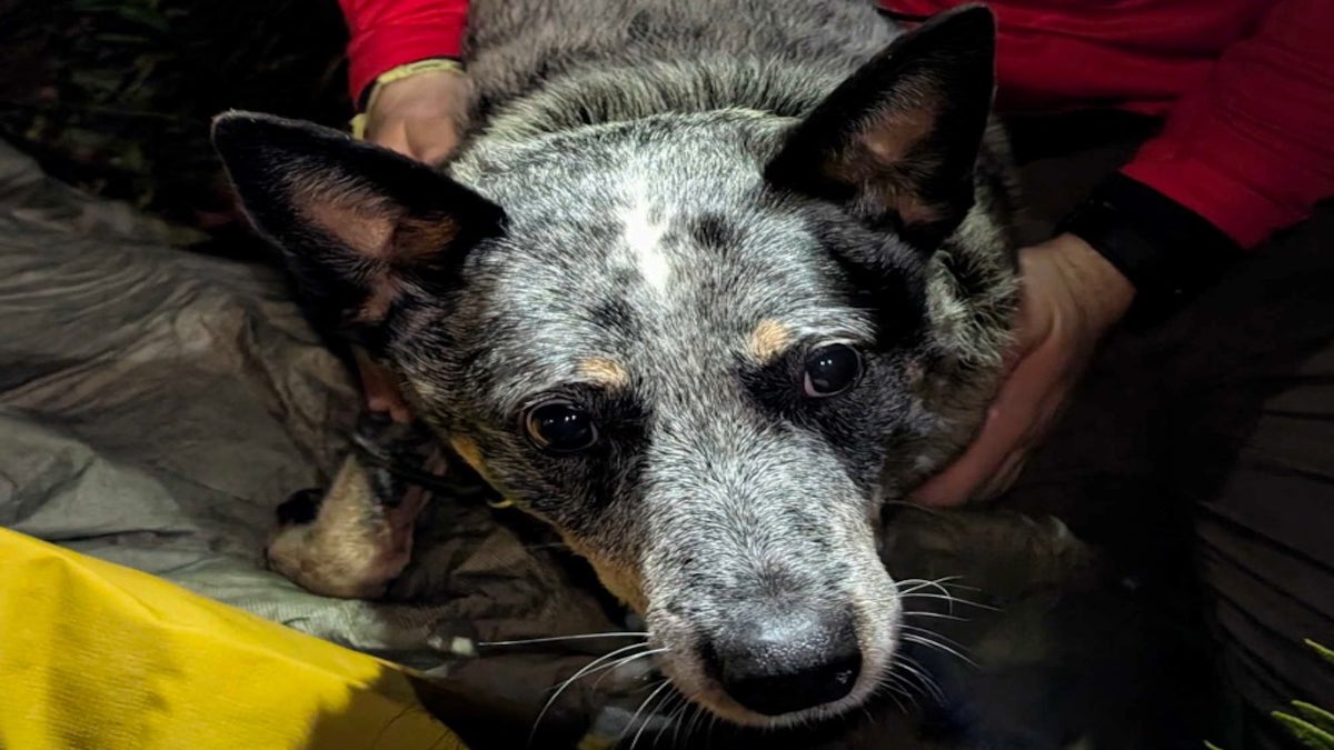 Meet Cami, the Very Good Dog Whose Cuddles Saved Her Owner’s Life