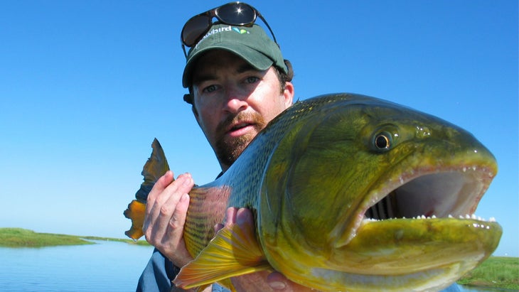 The golden dorado is native to the warm freshwater rivers and basins of southern Brazil, Paraguay, Uruguay, Bolivia, and northern Argentina.