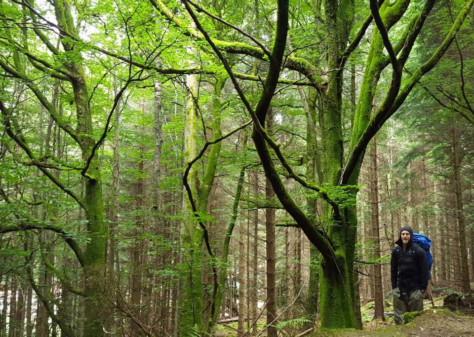 forest in the Scottish HIghlands