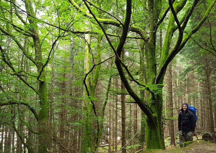 forest in the Scottish HIghlands