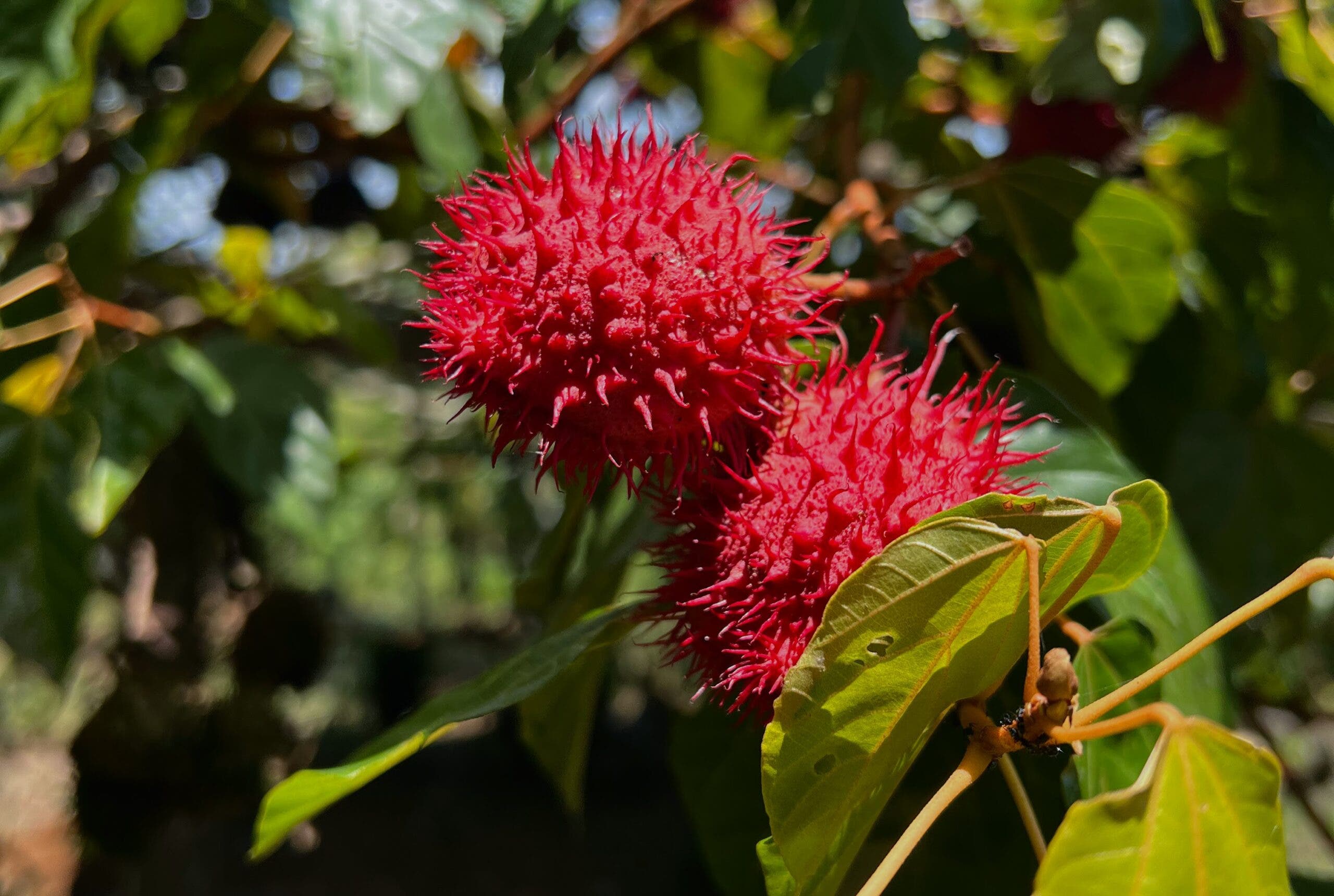 Rambutan in the Amazon