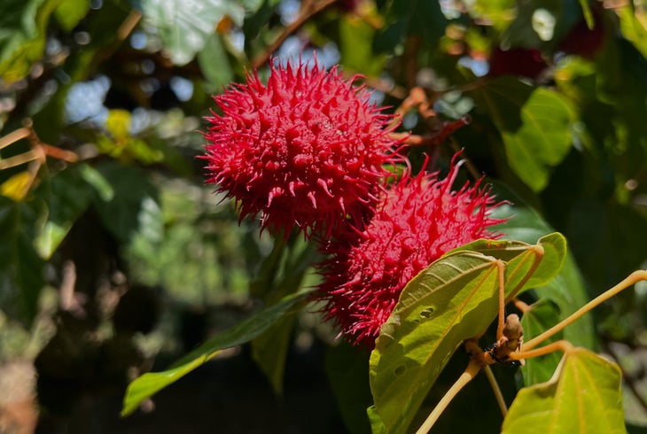 Rambutan in the Amazon