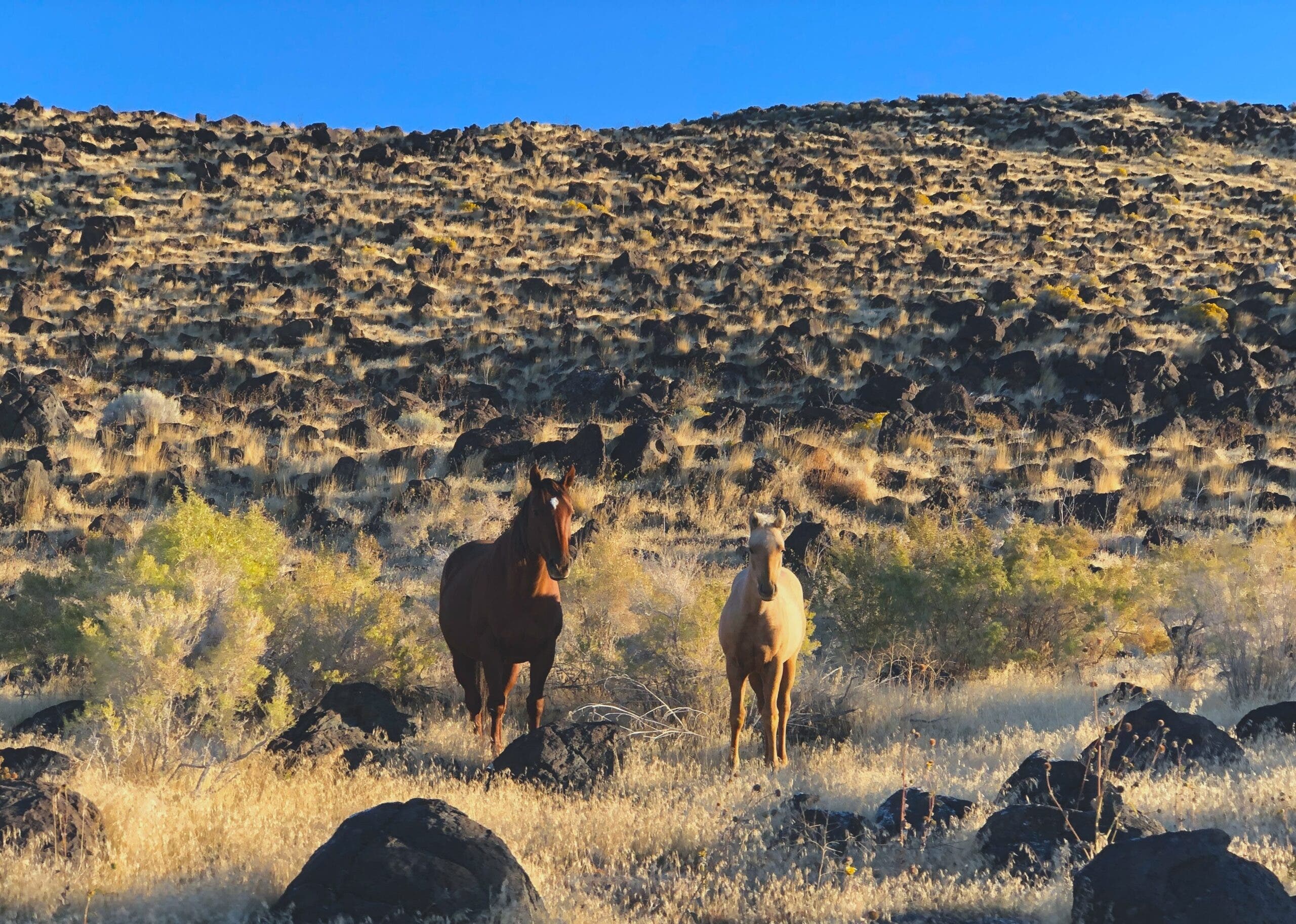 wild horses standing in the brush