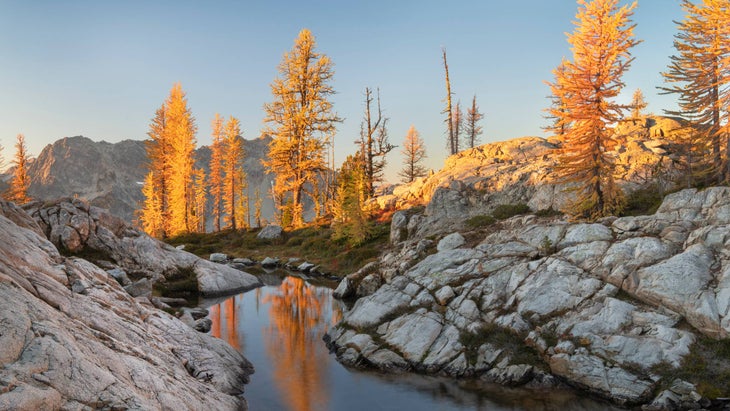 Larches in golden autumn color
