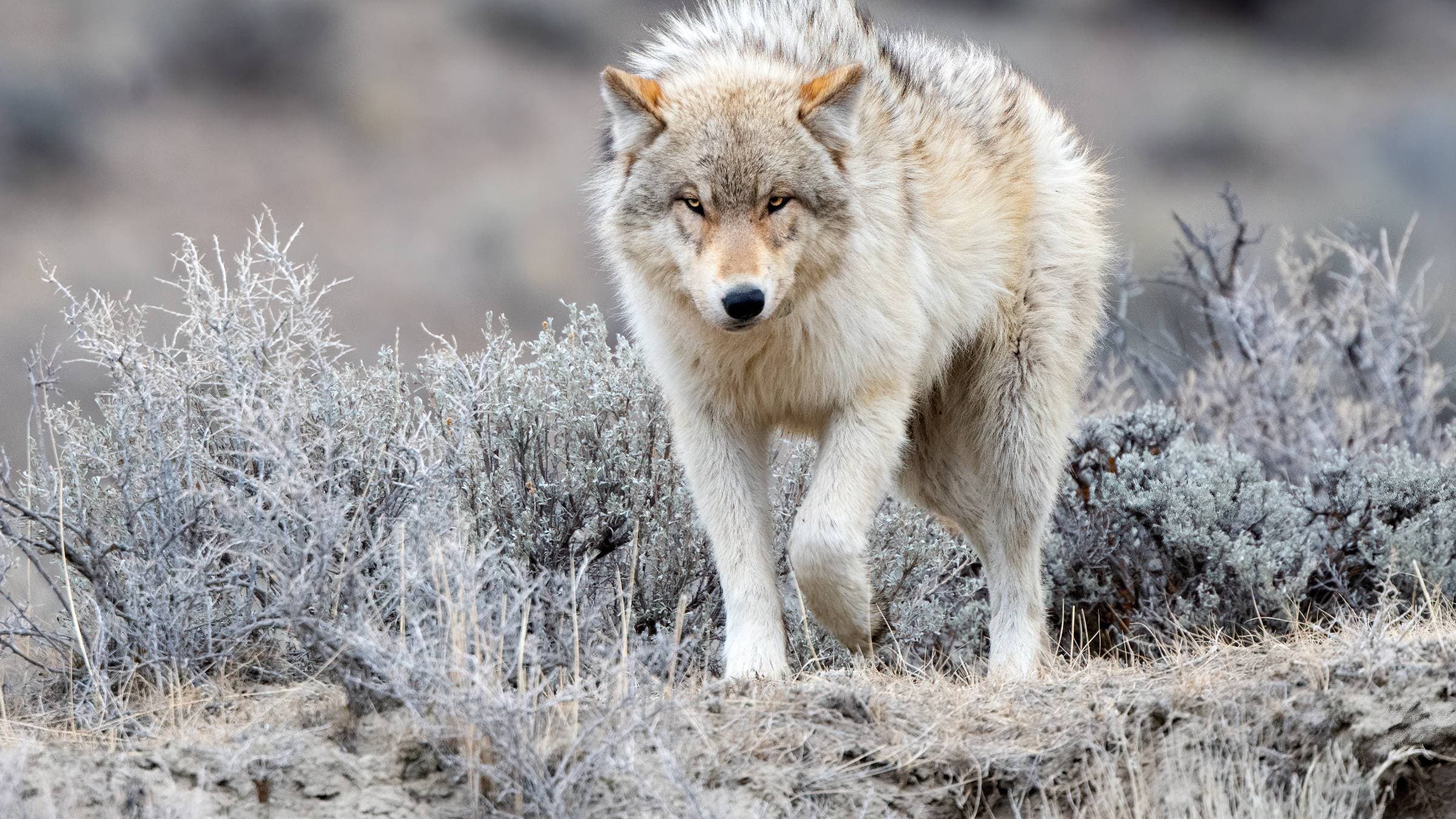 Grey wolf seen in Yellowstone National Park