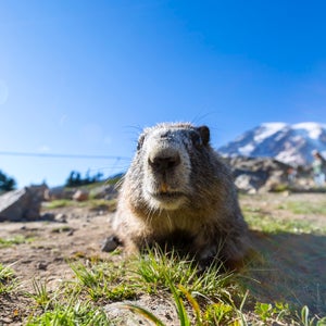 a groundhog in the mountains checking his shadow for the spring forecast 2026
