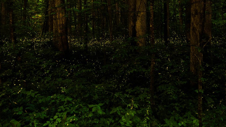 Fireflies at night in Great Smoky Mountains National Park