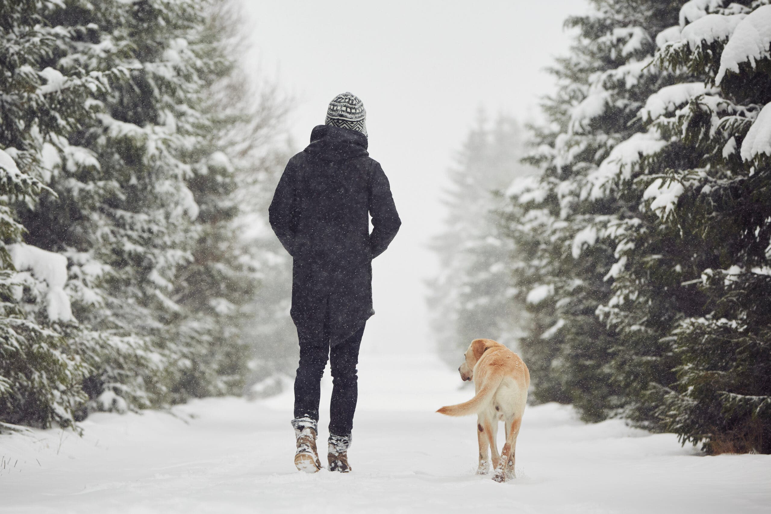 person walking in winter sunlight with snow-covered trees, natural light exposure for mental health