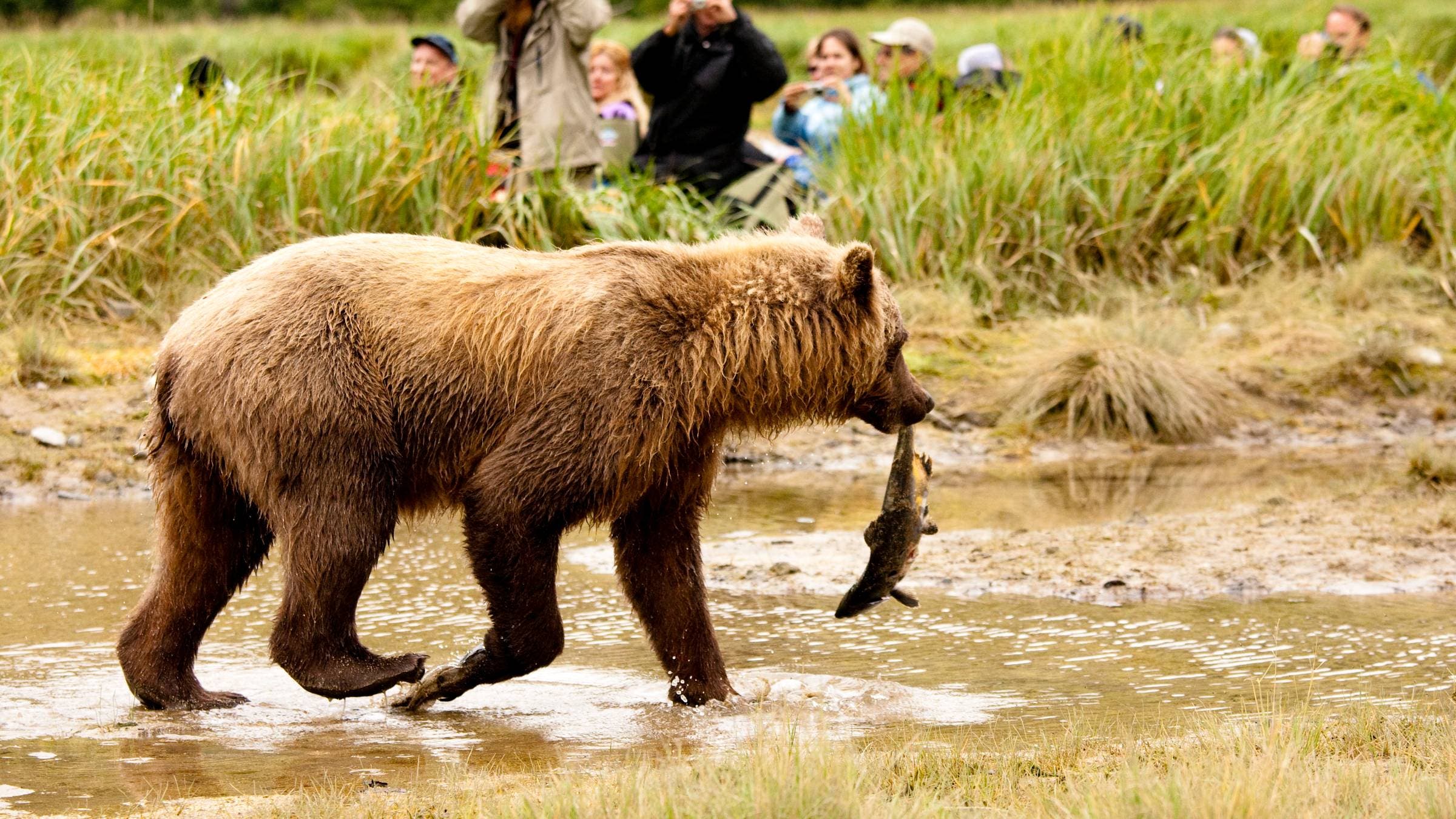 Grizzly bear carries salmon 