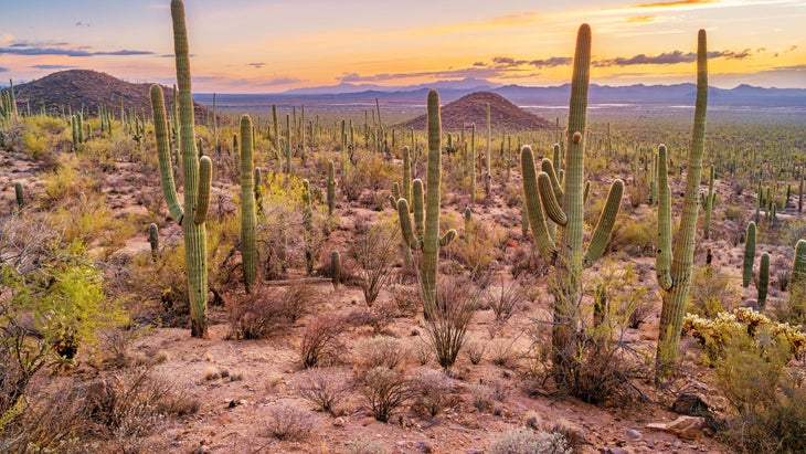Saguaro National Park, Arizona