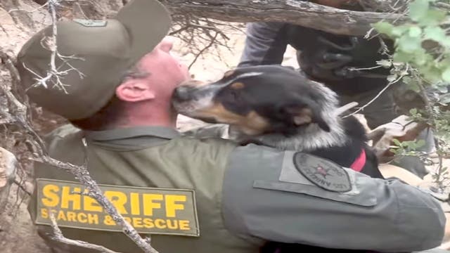 Three Dogs Were Stuck in a Canyon. Rescuers Saved Them with the Help of Your Favorite BBQ Food.