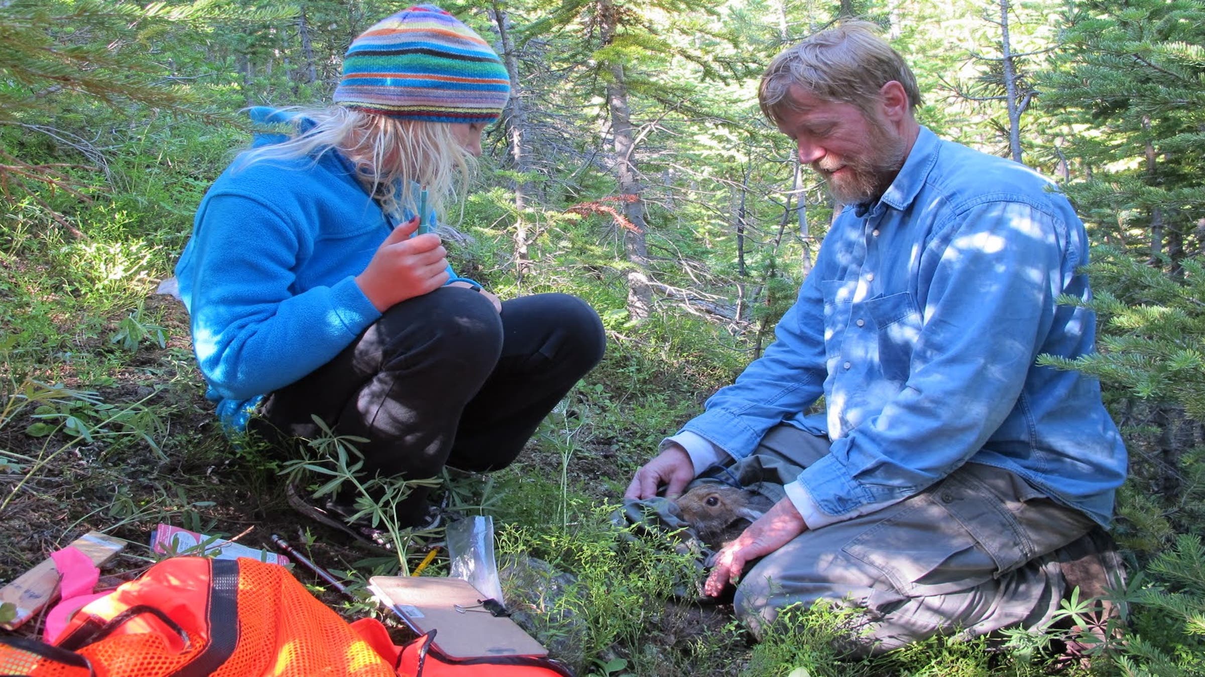Linnea helps her father, Scott, release a snowshoe during his field research
