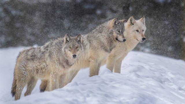 How to See 8 Rare National Park Experiences That Happen Once a Year