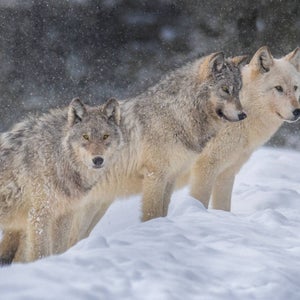 Wolf in Yellowstone in the winter