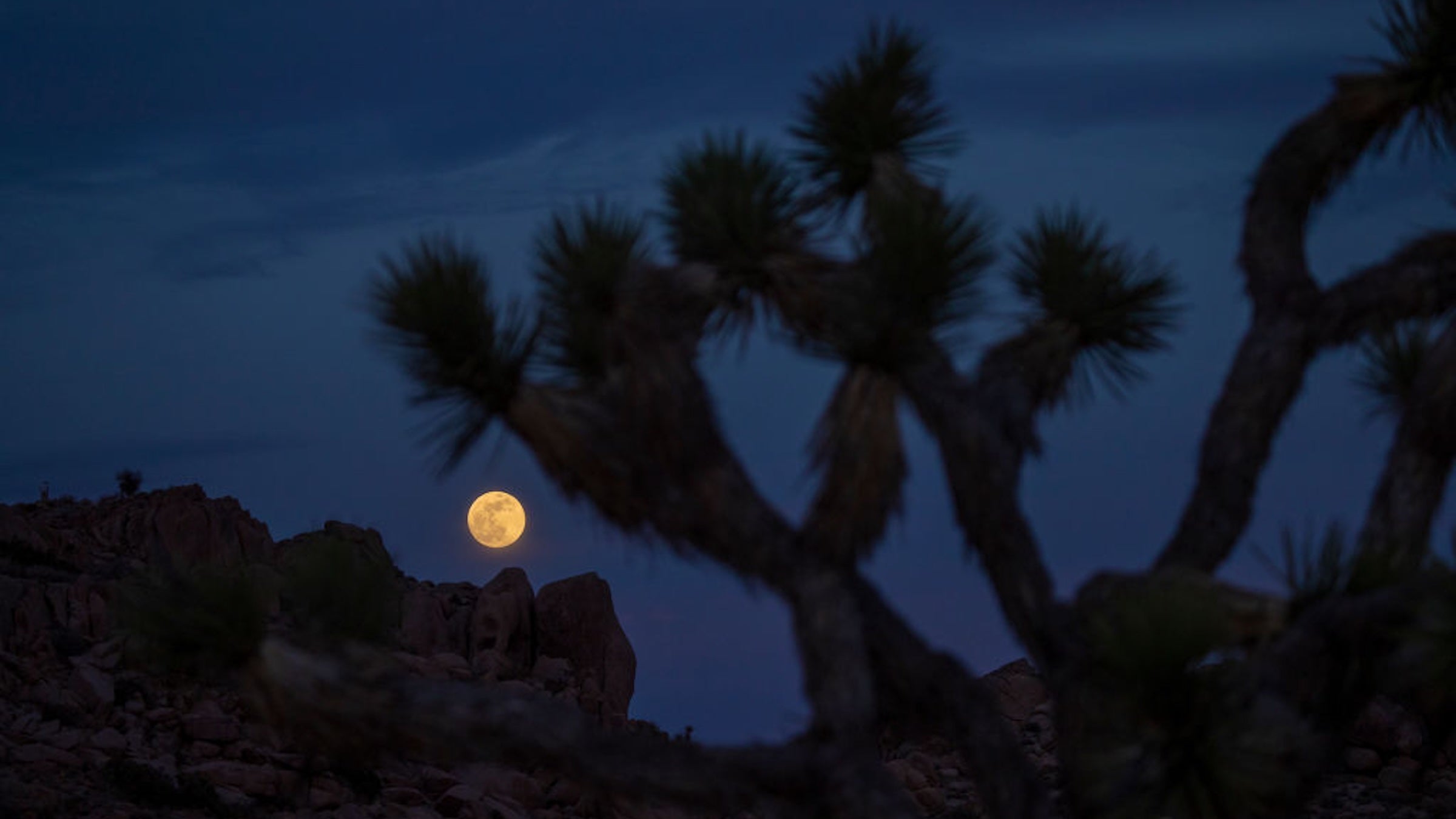 Clouds surround the super flower moon rising above rocks and Joshua Trees, on its way to the full eclipse and blood moon phase in 2021 in Joshua Tree National Park.