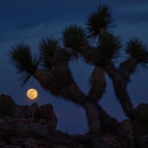 Clouds surround the super flower moon rising above rocks and Joshua Trees, on its way to the full eclipse and blood moon phase in 2021 in Joshua Tree National Park.