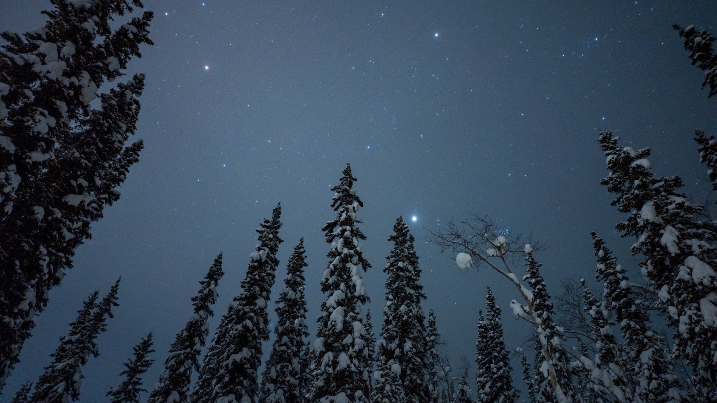 planets and stars in back of snowy pine trees