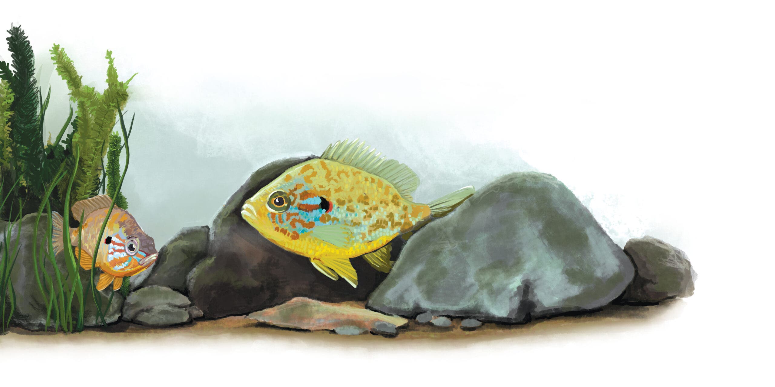 an illustration shows fish along rocks