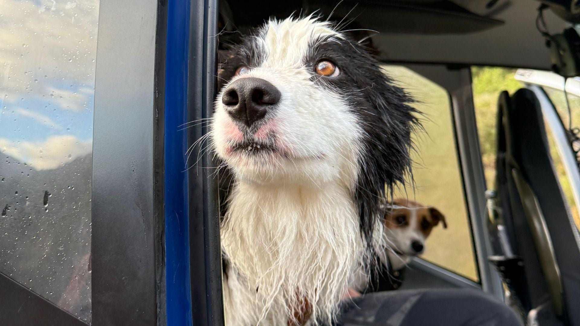 Чотирирічну бордер-коллі Моллі врятували після двох тижнів перебування в дикій місцевості Нової Зеландії.