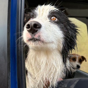 Molly, a four-year-old border collie, was rescued after spending two weeks in the New Zealand wilderness