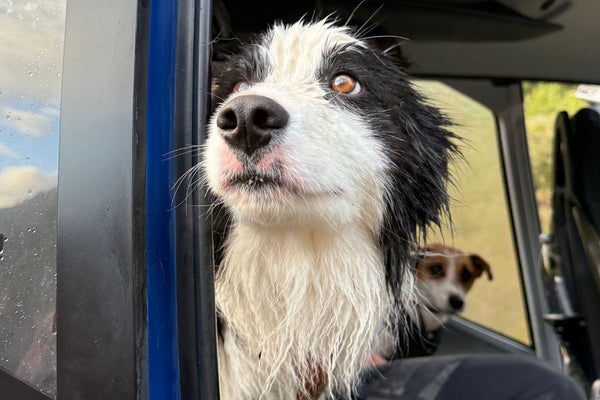 Molly, a four-year-old border collie, was rescued after spending two weeks in the New Zealand wilderness