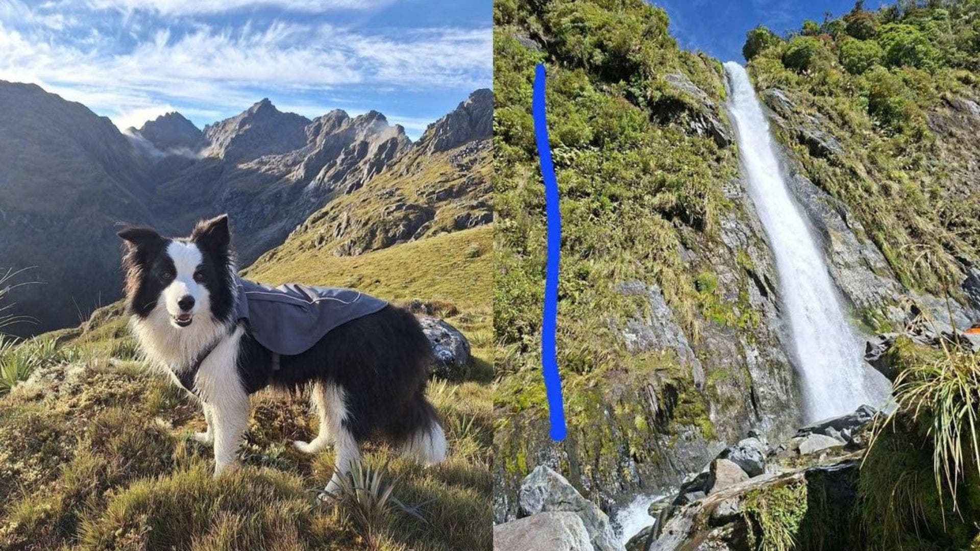 Liker her owner, Molly is believed to have survived a 180-foot-fall down a waterfall