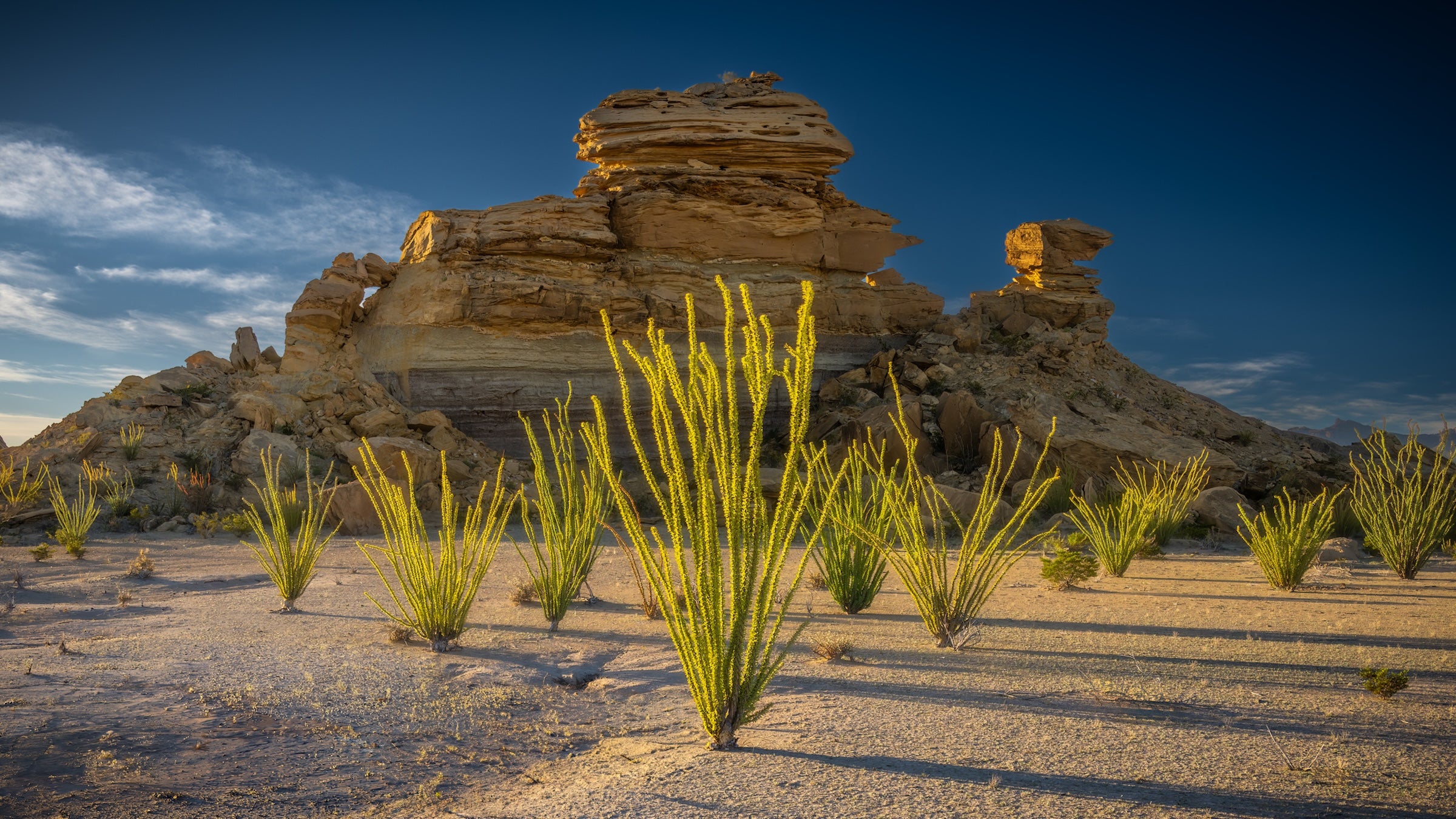 Ocotillo plants in Big Bend National Park