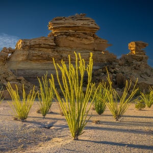 Ocotillo plants in Big Bend National Park