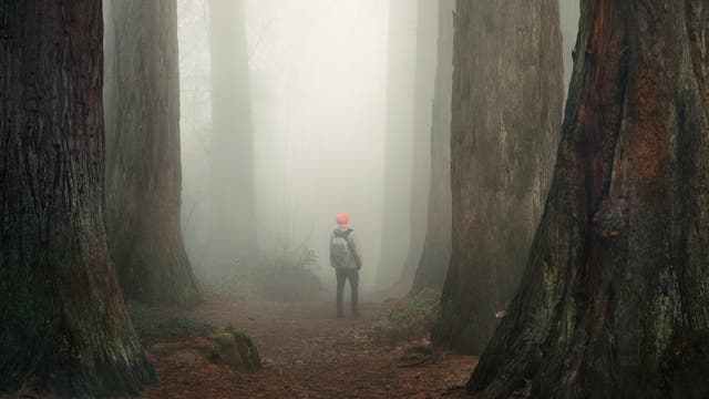 She Vanished Into the Forest—Three Days Later, a Cry for Help Saved Her Life.