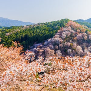 Mount Yoshino, Nara Prefecture: Cherry blossoms in full bloom