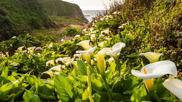 Who Beheaded Big Sur’s Famous Bloom?
