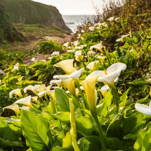 Calla Lily Valley blooms in January along the Big Sur coastline