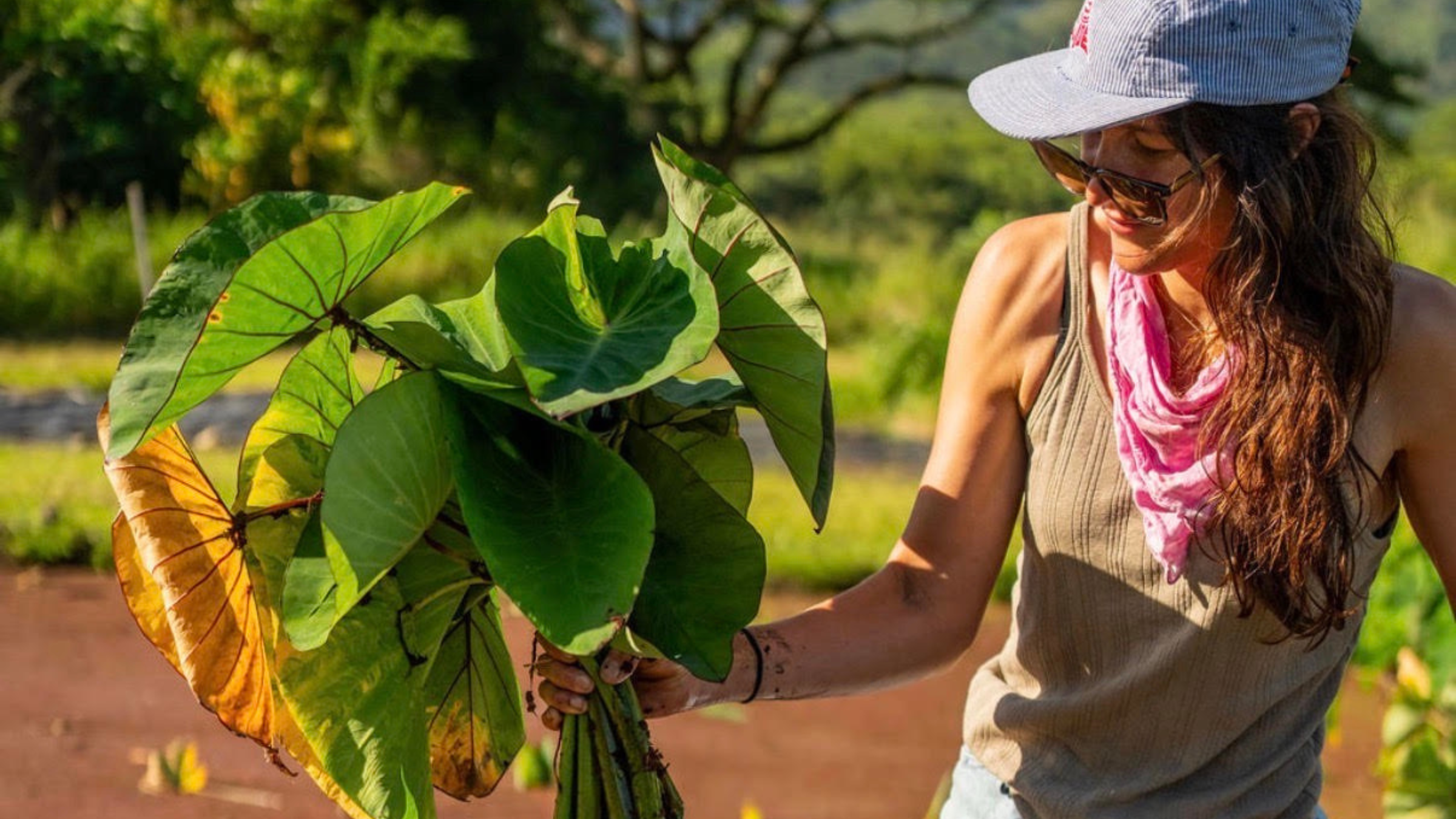 Kate West of Huckberry TV pulling taro on a sunny day