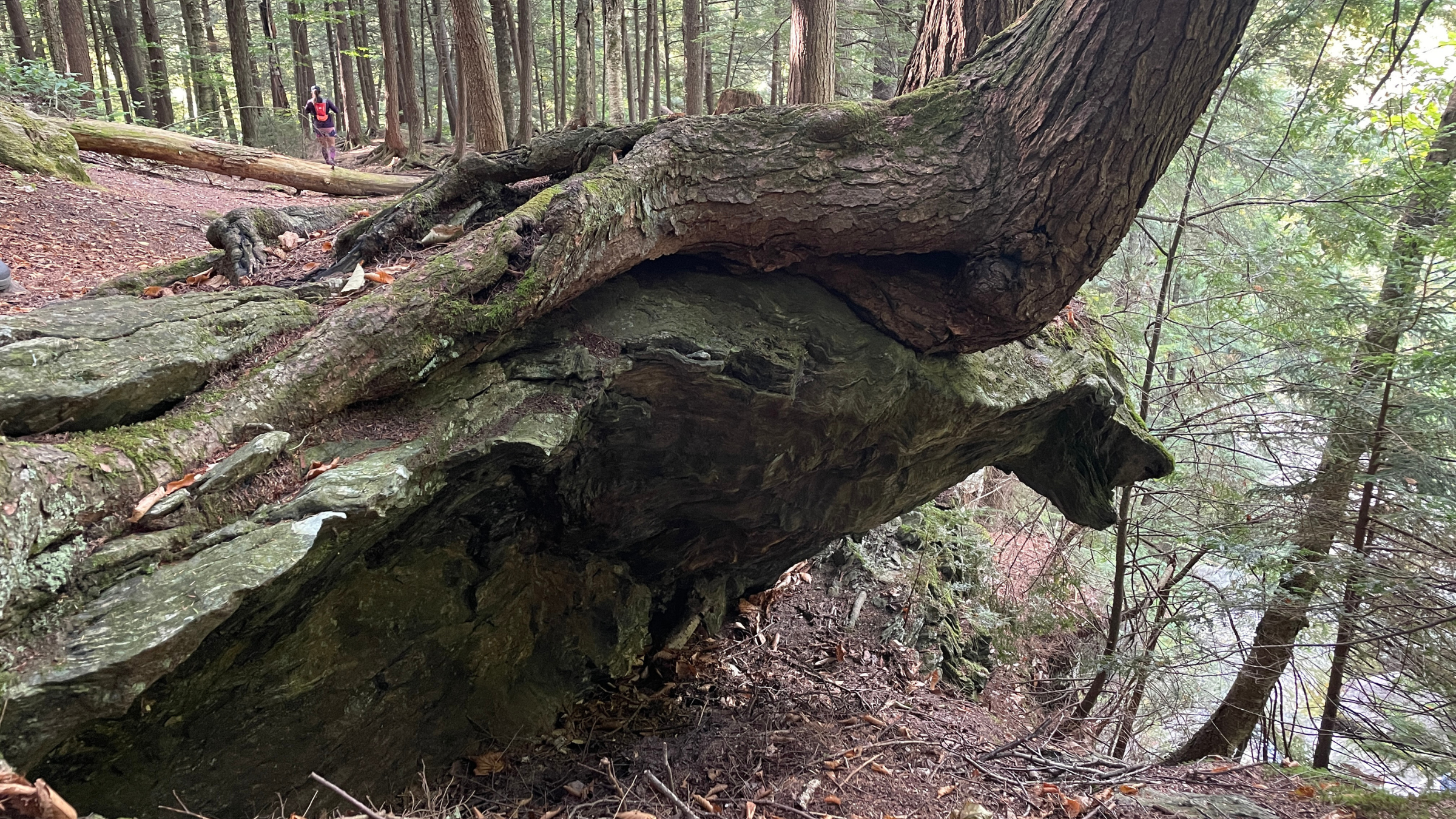 The 7 Most Scenic Running Trails in the U.S.