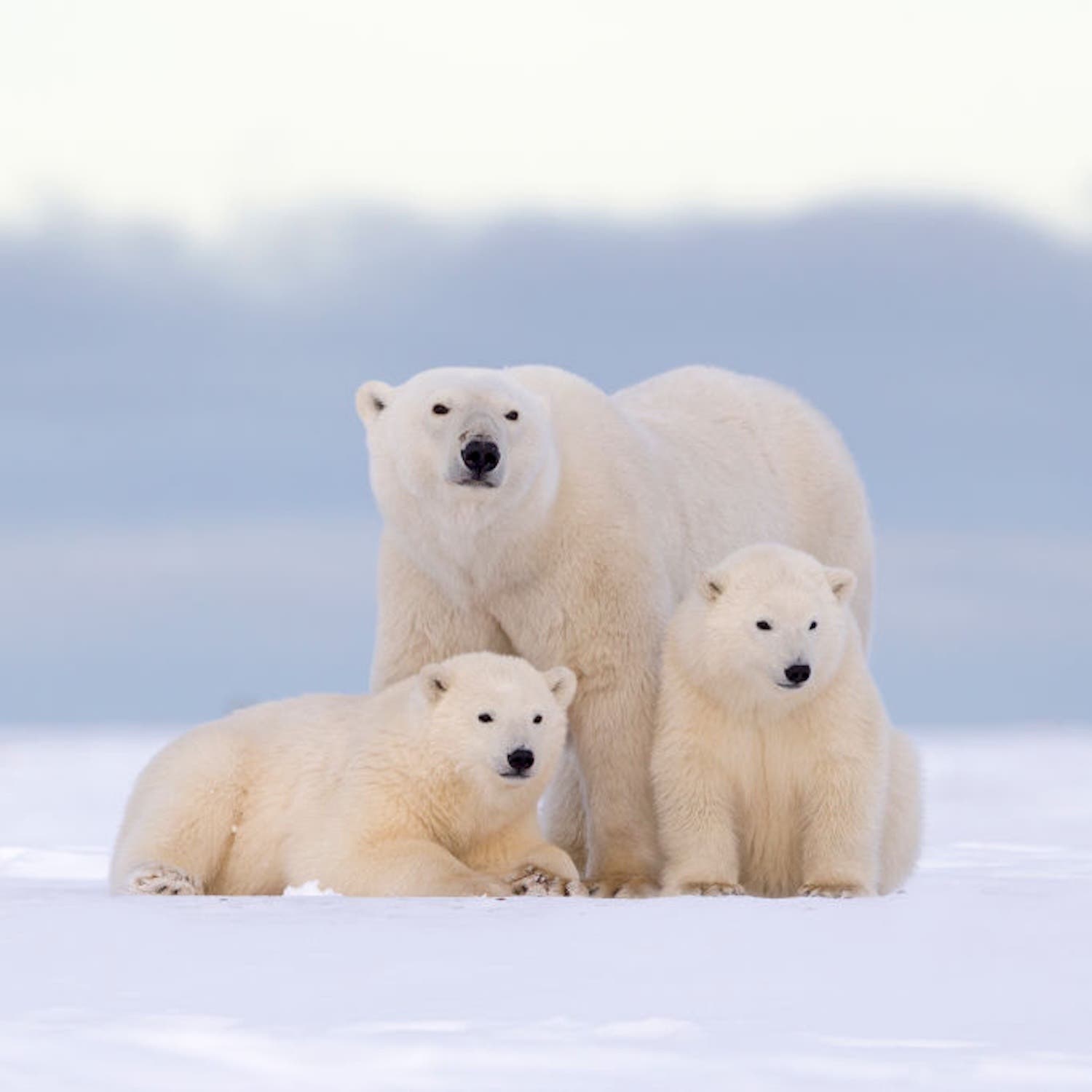 polar bears