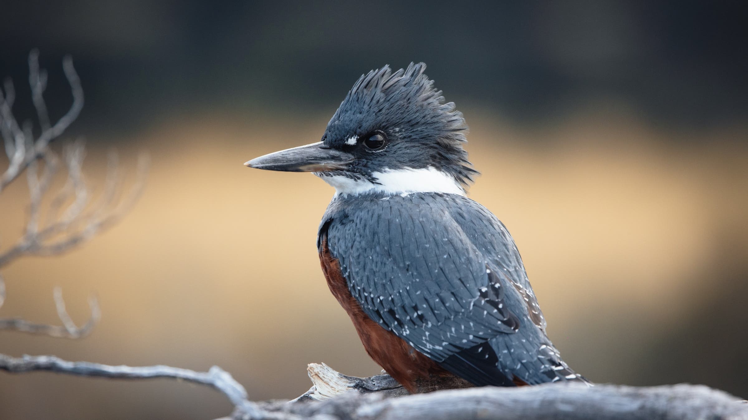 Profile of a dark blue kingfisher with a white ring around its neck.