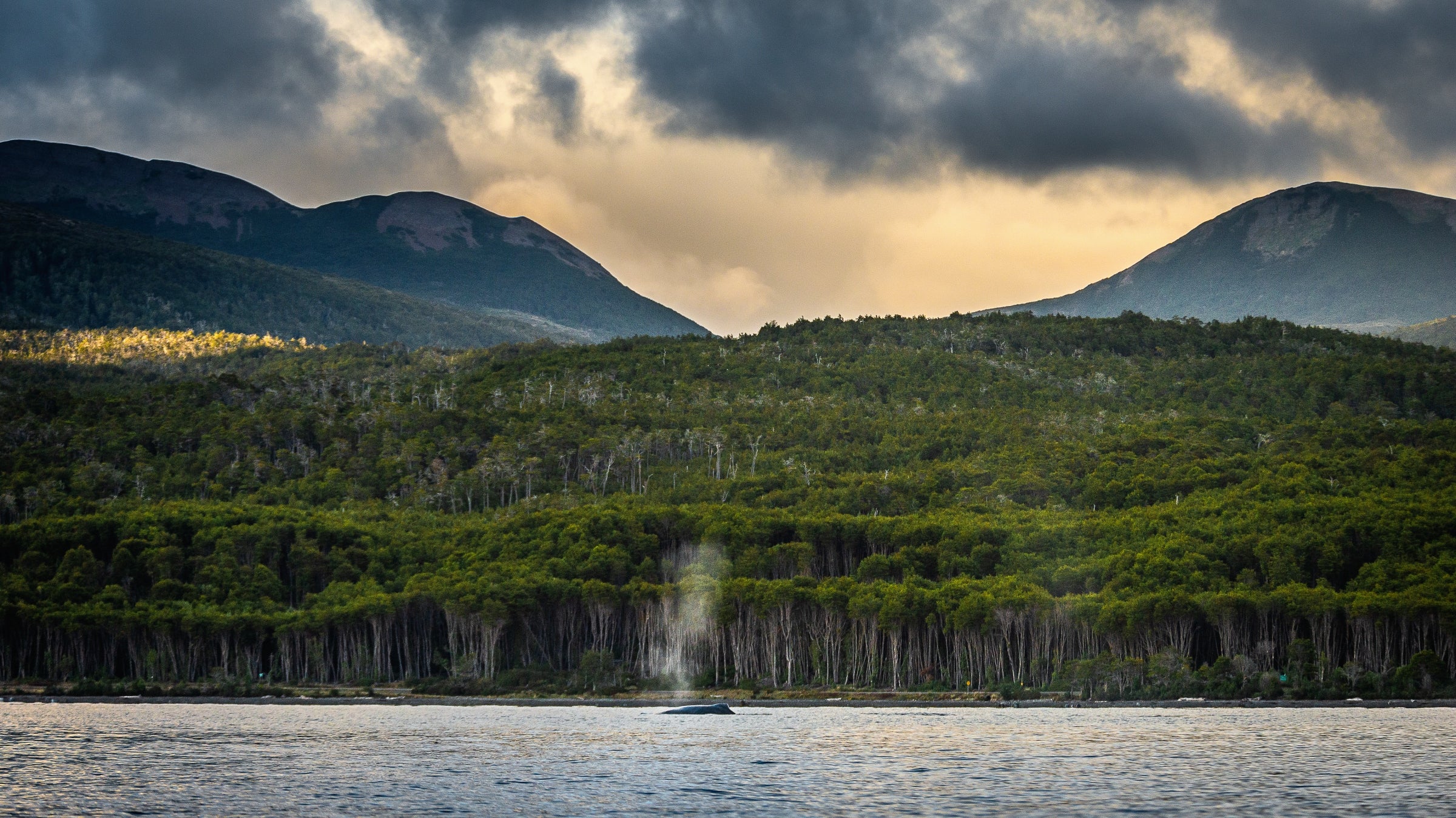 A whale surfaces in front of the coastline of Cape Froward Park.