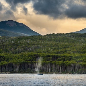 A whale surfaces in front of the coastline of Cape Froward Park.