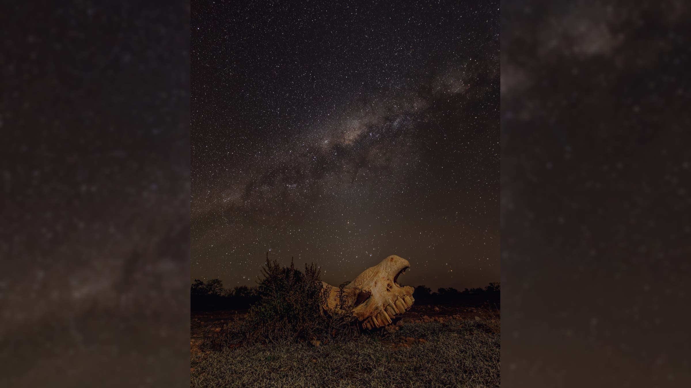 A skull set against the Milky Way on a clear night. 