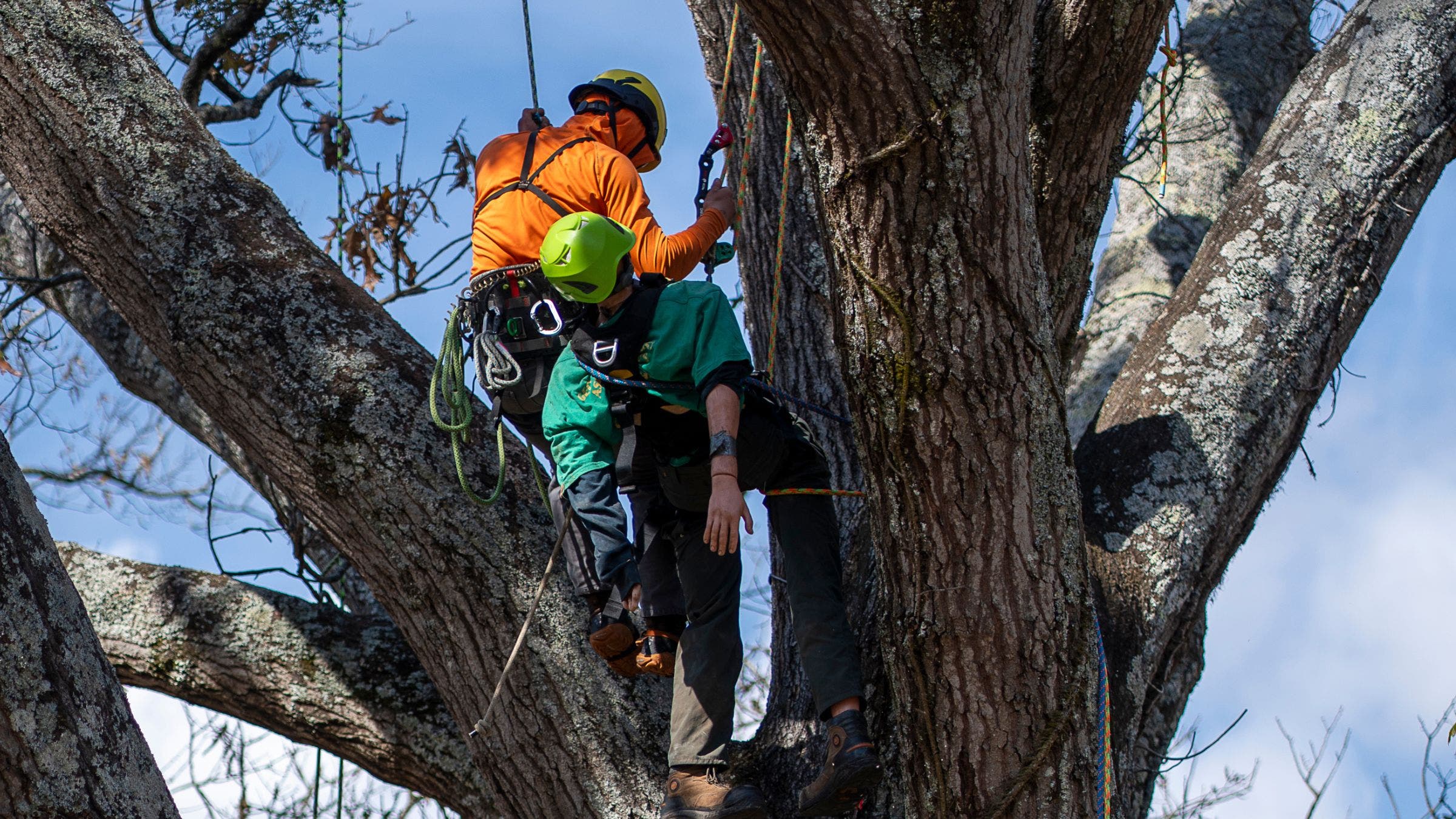 Arborists Have One of America’s Deadliest Jobs. I Spent the Weekend Watching Them Compete.