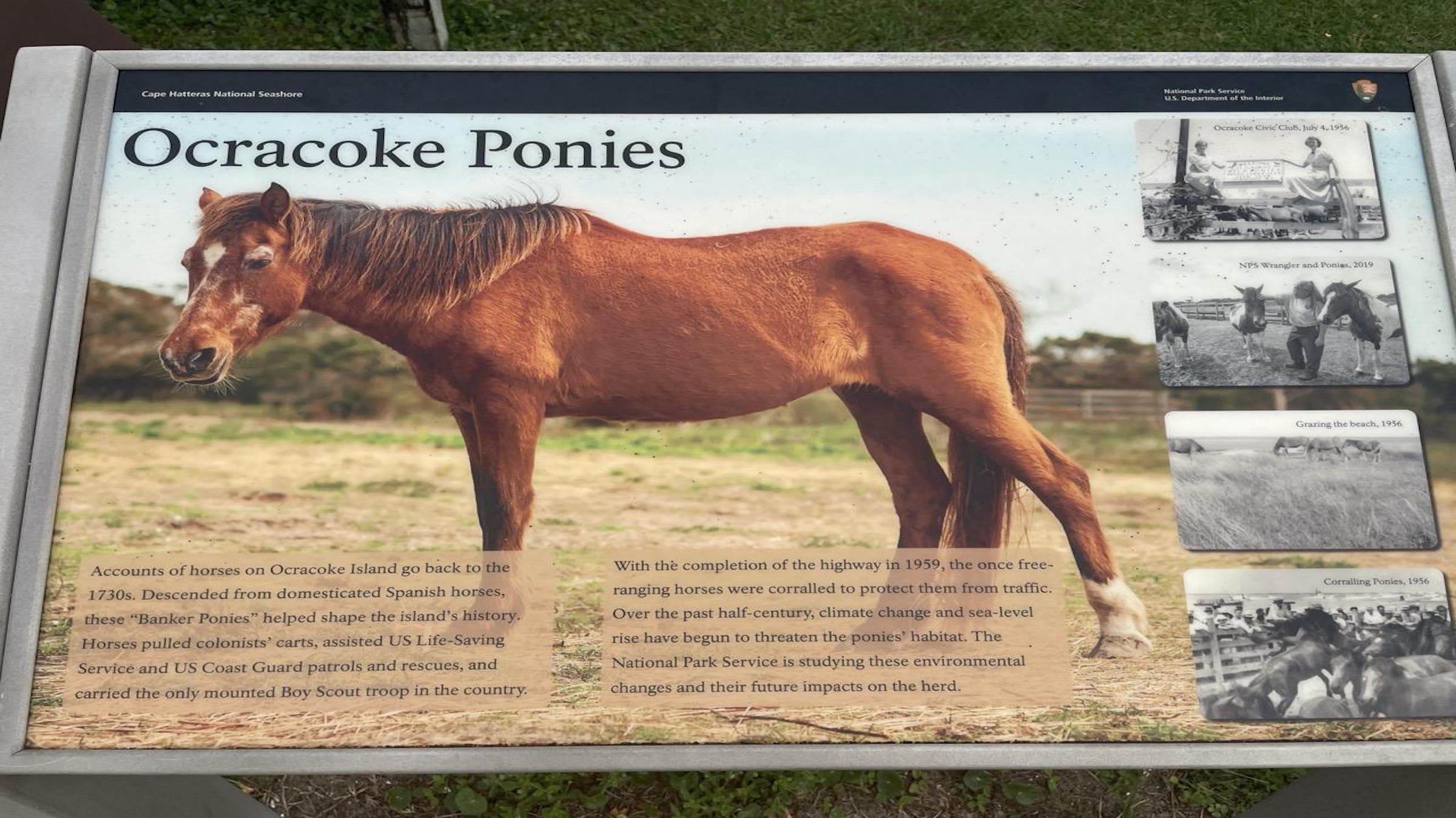 Also flagged at Hatteras National Seashore was a sign discussing feral horses