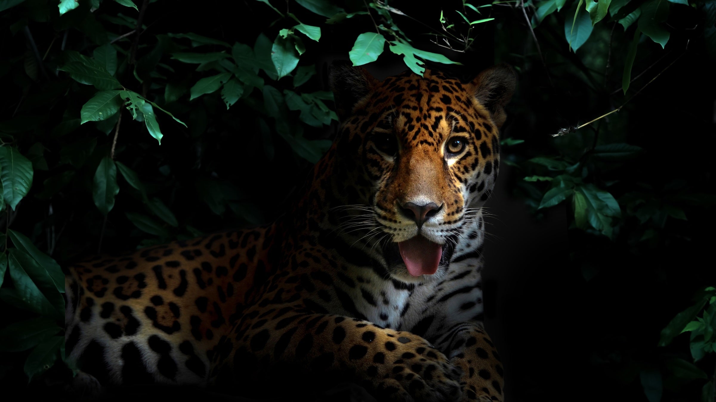 jaguar in tropical rainforest at night dark background