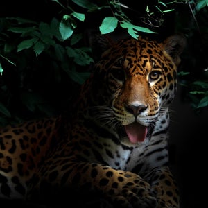 jaguar in tropical rainforest at night dark background